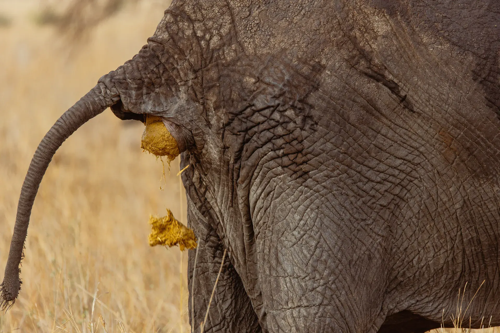 Elephants in a Tanzania safari landscape